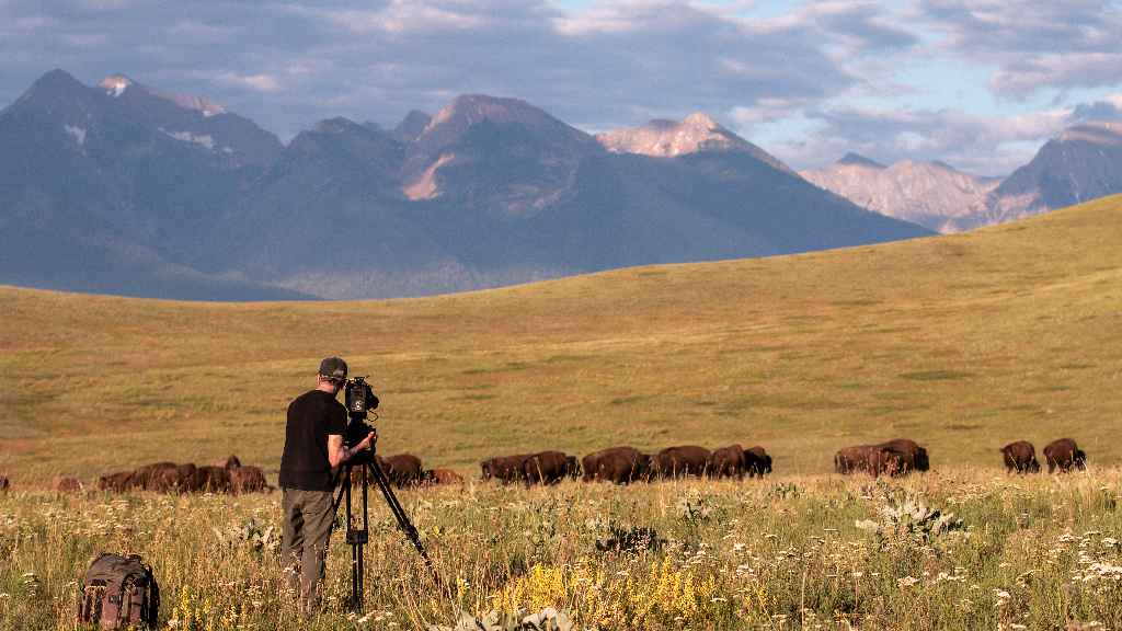 Camera operator and buffalo in a grassy field in Montana.